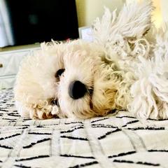 Bernedoodle, Double Doodle, and Goldendoodle Puppies from Pia’s Doodle Poodle Wag