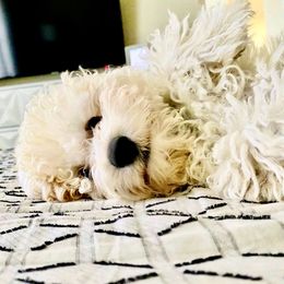 Bernedoodle, Double Doodle, and Goldendoodle Puppies from Pia’s Doodle Poodle Wag