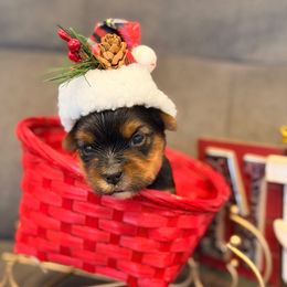 Koda - Black and tan male Yorkshire Terrier puppy in Georgia from Nalley Kennels