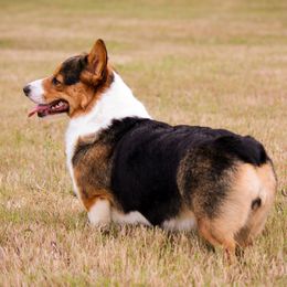 Oreo - Pembroke Welsh Corgi
