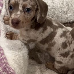 Bulldogs, Dachshunds, and Poodles from Short N' Sweet Ranch