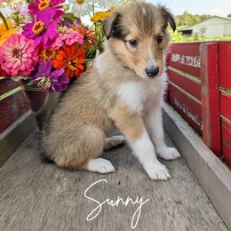 Sunny - Sable and white female Collie puppy in Charleston, Tennessee from Abundant Life Family Farm