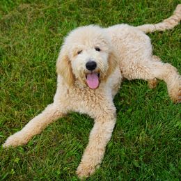Aussiedoodle Puppies from Vesbach Doodle Valley Farm