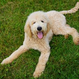 Aussiedoodle Puppies from Vesbach Doodle Valley Farm