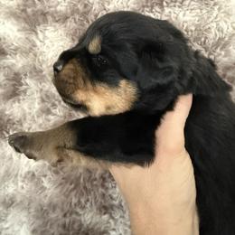 Thor - Black and tan male Rottweiler puppy in Newfoundland, Pennsylvania from Poconopaws