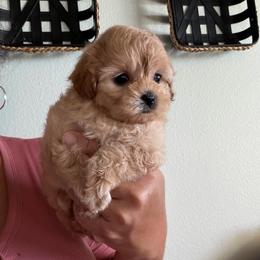 Lady Tina - Apricot female Maltipoo puppy in Southern,, California from Maltipoo Tiny Pups & More