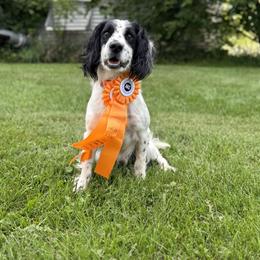 English Cocker Spaniel All Grown Up from Hawkeye Kennels
