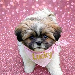 Lucky - female Shih Tzu puppy in Brainerd, Minnesota from Angie’s Teddy Bear Puppies Minnesota