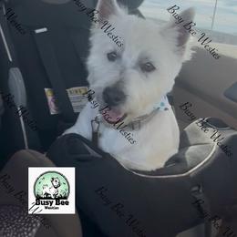 Lincoln - West Highland White Terrier