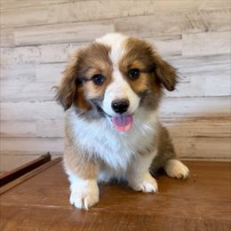 Cash - White and red male Pembroke Welsh Corgi puppy in Mc Cammon, Idaho from Sunny J Corgis and Mini Americans