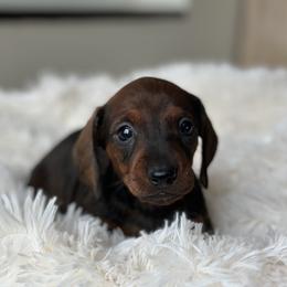 Female - Red female Dachshund puppy in Crystal, Michigan from Mare-Bella Smoothcoat Edition