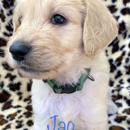 Goldendoodle Puppies from FURever Goldendoodles