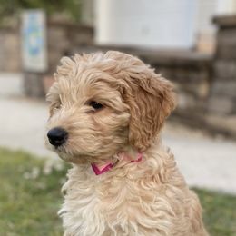 Georgia - Double Doodle