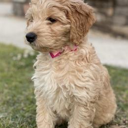 Georgia - Double Doodle