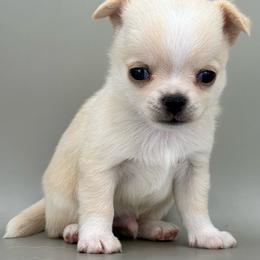 Polar - Cream male Chihuahua puppy in Westport, New York from Chantilly chihuahuas