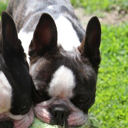 Vergie - Boston Terrier