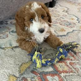 Bernedoodle and Goldendoodle Puppies from Paws 4 Doodles, LLC