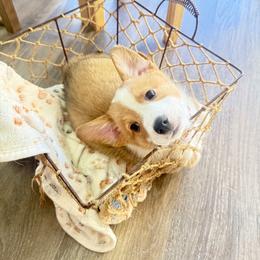 Cruz - Red female Pembroke Welsh Corgi puppy in Phoenix, Arizona from Anthem AZ Corgis