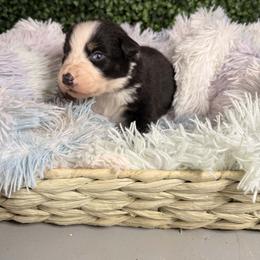 Jellybean - Black tri-color male Australian Shepherd puppy in Placerville, California from BFF Aussies