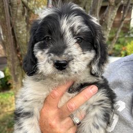 Charming - female Aussiedoodle puppy in Grove, Oklahoma from Dollface Aussies