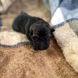 A1-7 Sable Boy - Sable male German Shepherd puppy in Lincoln, California from Valor-K9s