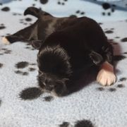 Bully - Black and white male Shichon puppy in Imperial, Missouri from Shichon Teddybear  puppies of Miss