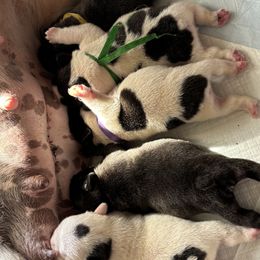 French Bulldog puppies from Jaded French Bulldogs and Bullmastiffs