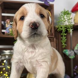 Coral - Apricot female Goldendoodle puppy in Waterford, Michigan from Oh My Doodness!