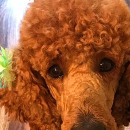 Poodles from Wine Country Reds