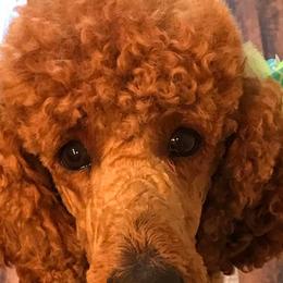 Poodles from Wine Country Reds