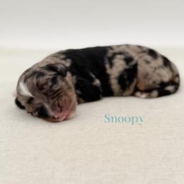 Snoopy - Blue merle male Bernedoodle puppy in Bellville, Ohio from Bernedoodle Buddies