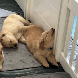 Golden Retriever Puppies from Golden Paws of Purpose