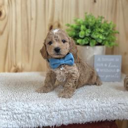 F1B Meet Princeton :) - Blenheim male Cavapoo puppy in Centerville, Iowa from Barnyard Dachshunds, Dals & Doodles