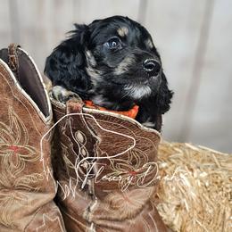 OG1-2 (Orange collar) - Black and cream male Dachshund puppy in Martin City, Montana from FleuryDachs
