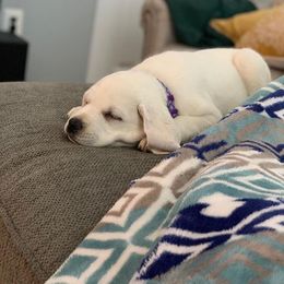 Labrador Retriever Puppies from Island branch white labs