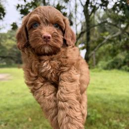 Lincoln - Red male Australian Labradoodle puppy in Wesley Chapel, Florida from GWagz