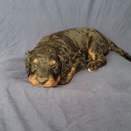 Hunter - Phantom male Bernedoodle puppy in Christiana, Tennessee from Southern Home Pups