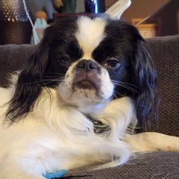 Bugs - Japanese Chin