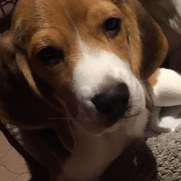 Beagle and Pomeranian Puppies from Celtic Rose Kennels