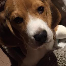 Beagle and Pomeranian Puppies from Celtic Rose Kennels