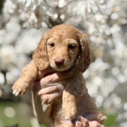 Finnick - Red Dachshund puppy in North Branch, Michigan from Doxie View Acres