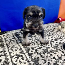 Blue Collar - Black and silver male Miniature Schnauzer puppy in Springfield, Tennessee from My Lovable Schnauzers