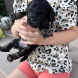 Sookie(Pink collar girl) - Phantom female Poodle puppy in Eagle Mountain, Utah from Liberty Farms Puppies
