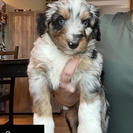 Snoopy - Blue merle male Aussiedoodle puppy in Rexburg, Idaho from Madeline Wendt