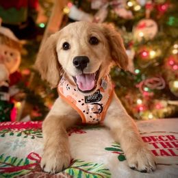 Golden Retriever and Poodle Puppies from Tori’s Golden Retrievers and Poodles