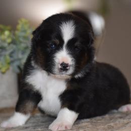 Norway - Black tri male Miniature Australian Shepherd puppy in Lowgap, North Carolina from Baileys Mini Aussies