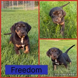 Freedom - Black male Catahoula Leopard Dog puppy in Forbes, Minnesota from North Country Catahoulas