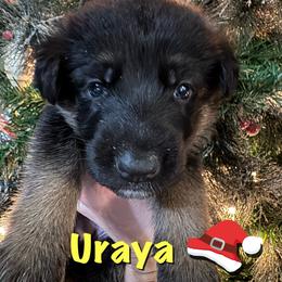 Uraya - Black and red female German Shepherd puppy in Graham, Washington from Wildeflecken Shepherds