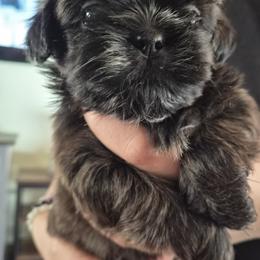 Hank - Brindle male Shih Tzu puppy in Green Valley Lake, California from All American Shih Tzu Puppies