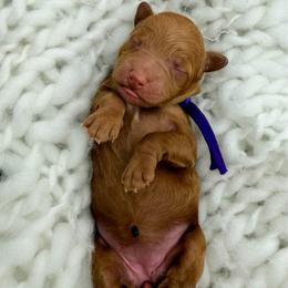 Girl 2 - Red  female Goldendoodle puppy in Philadelphia, Mississippi from Oakie Doodles